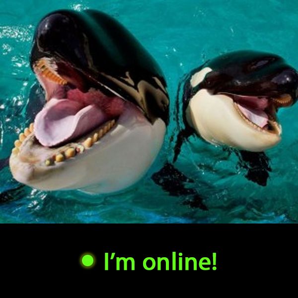 Last Time Online: Thursday 10th of September 2026 08:49:58 AM
